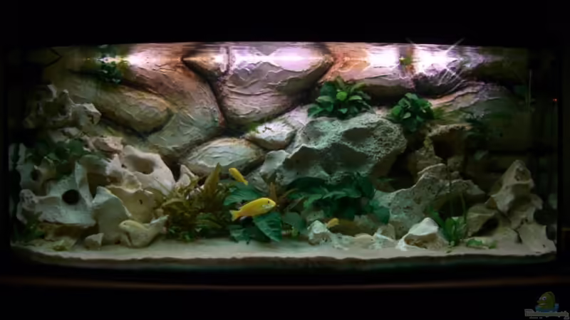 Frontansicht 12.März.2008 von hundetatwaffe (1)