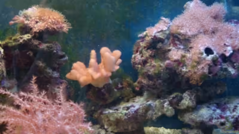 Frontansicht 13.6.09 von B1gT4nk (1)