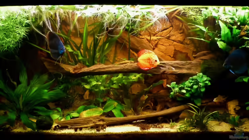 Frontansicht 14.02.12 von ~Marco~ (3)