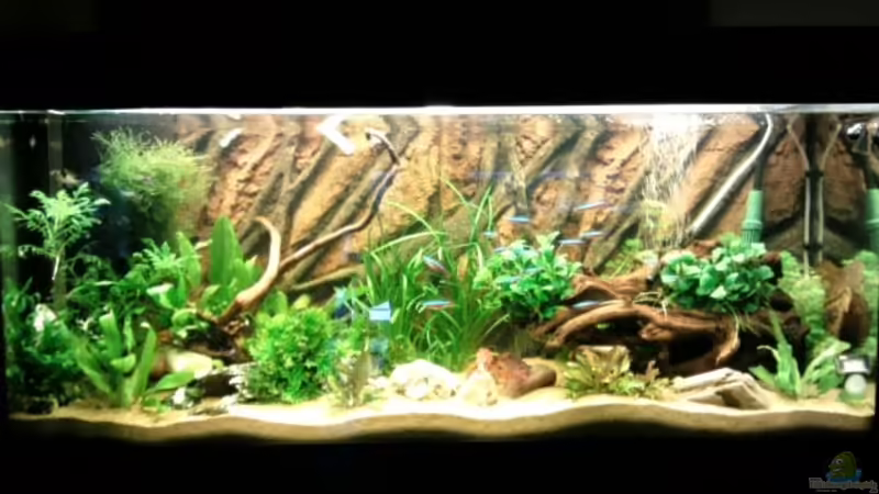 Frontansicht 14 Tage nach Ersteinrichtung von Hubi und Hilli (1)