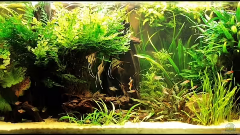 Frontansicht 16.01.09 von Grobi (9)