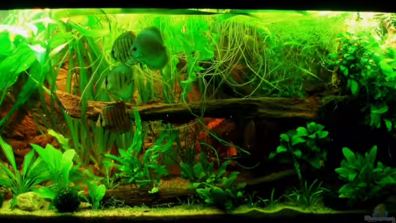 Frontansicht 16.07.11 von ~Marco~ (8)