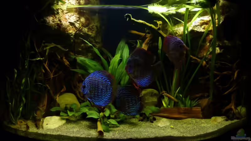 Frontansicht 17.12.12 von ~Marco~ (4)