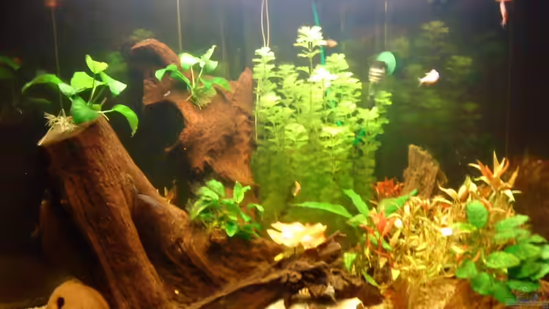 Frontansicht 18.12. 9 Tage nach Einrichtung von Marcus Roth (3)