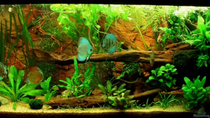 Frontansicht 19.07.11  von ~Marco~ (7)