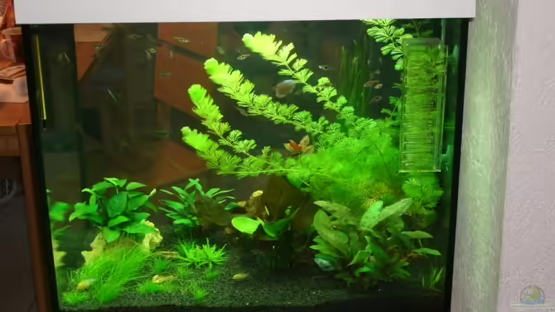 Frontansicht 2 von Nils Blümle (5)