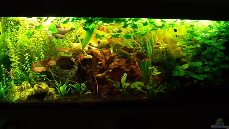 Frontansicht 2008 von derflo (6)