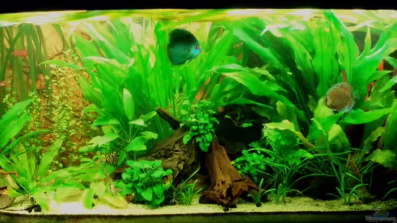 Frontansicht 23.03.11 von ~Marco~ (19)