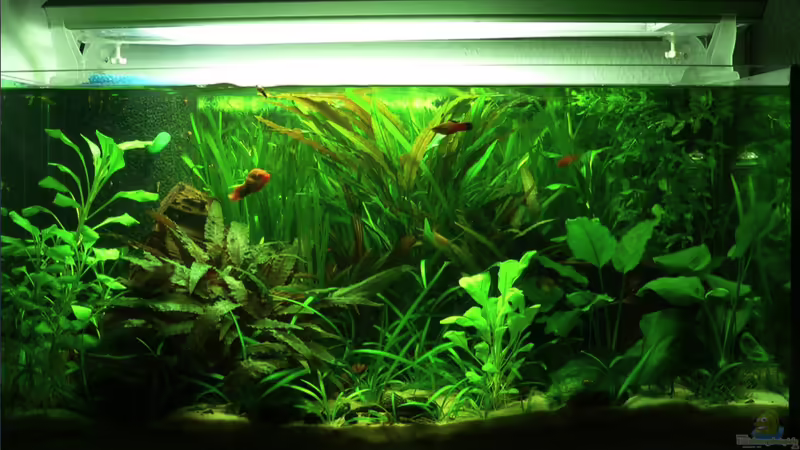 Frontansicht 26.11.2009 von Lars T. (1)