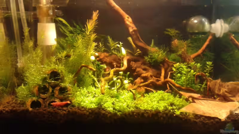 Frontansicht 27.03.16 von Kai M (6)