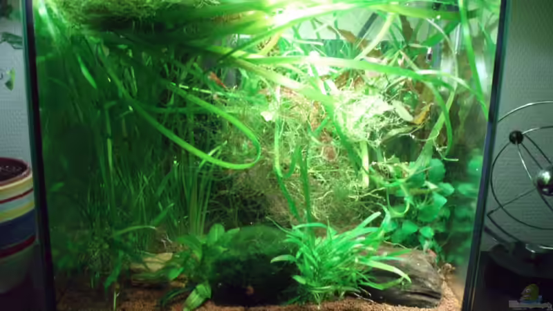 Frontansicht 29.06.10 von ~Marco~ (7)