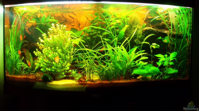 Frontansicht 30.07.10 von nokoeh (16)