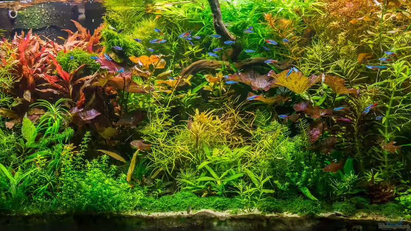 Frontansicht 30.08.15 - vor dem gärtnern!  von Betta Chris (21)