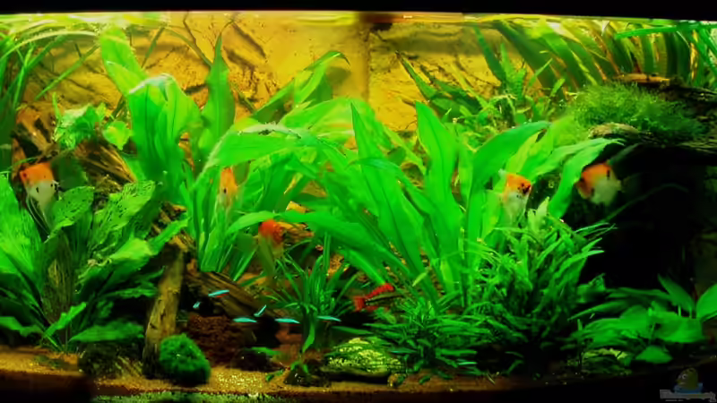 Frontansicht 30.10.10 von nokoeh (15)