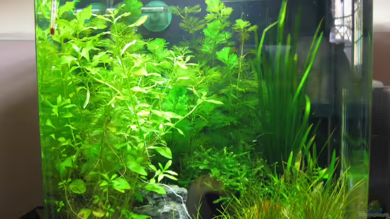 Frontansicht 30l Cube von Jens Nessenius (1)