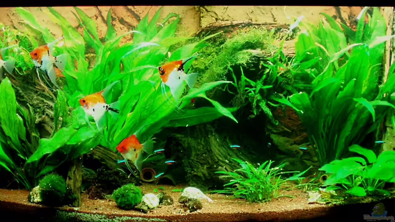 Frontansicht 31.12.10 von nokoeh (14)