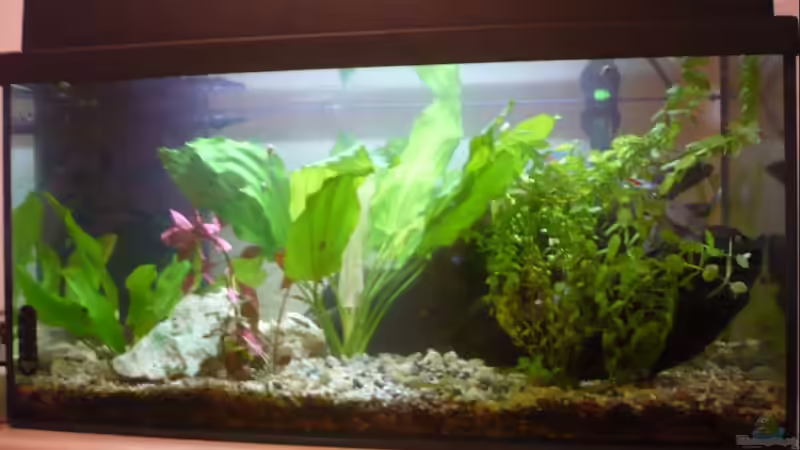 Frontansicht Alt vom 26.10.10 von Andiman (2)