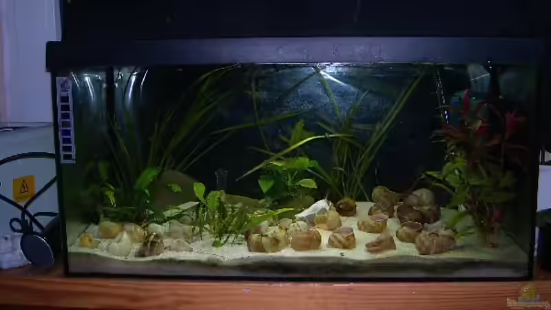 Frontansicht alt von Jenny (4)