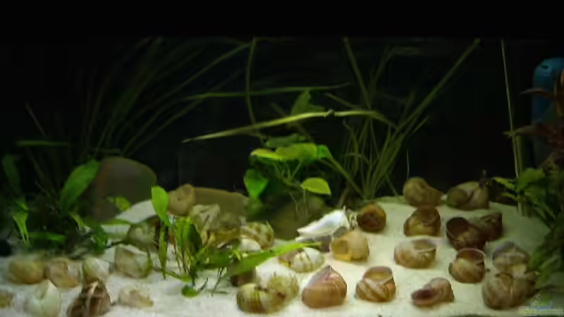 Frontansicht alt von Jenny (5)