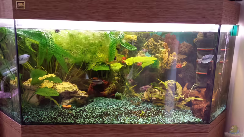 Frontansicht alt von mamo2000 (7)