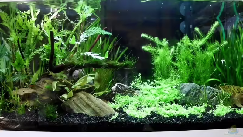 Frontansicht am 22.10.2011 von die Perle... (3)