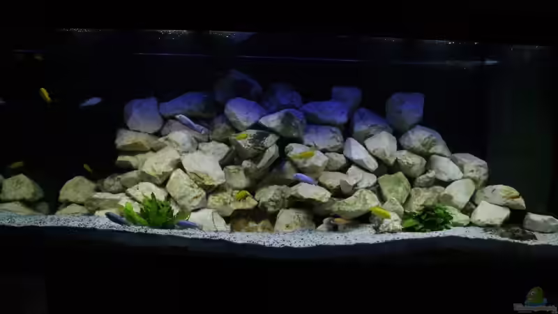 Frontansicht Aquarium von Anubis (1)