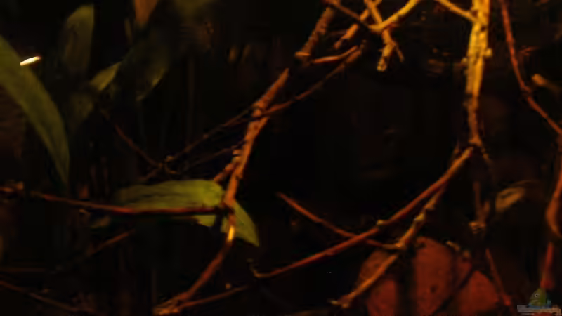 Frontansicht_detail links_1_23.05.2014 von Südamerikafreak BK (2)