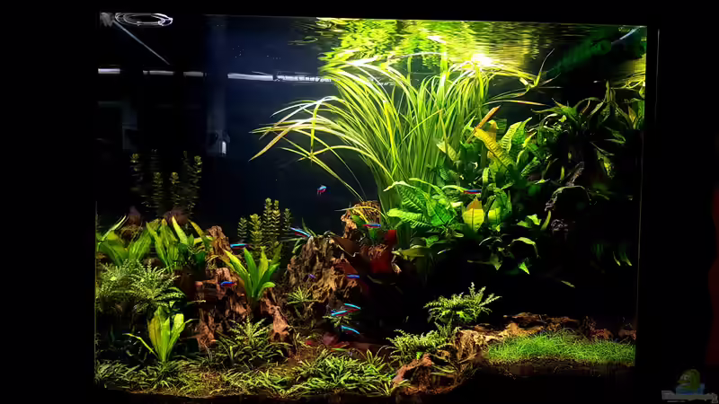 Frontansicht Dezember -17 von icewind (2)