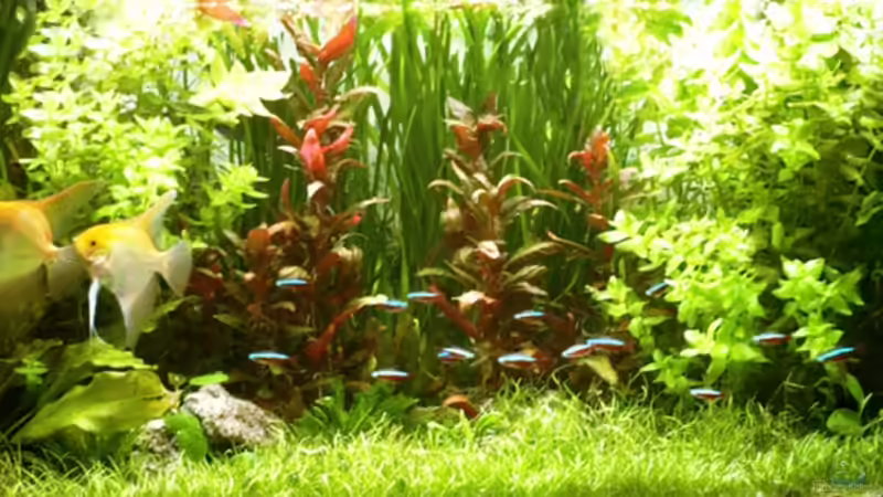 Frontansicht Januar 2009