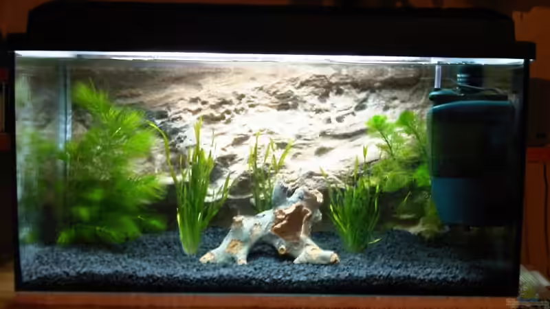 Frontansicht meine Wirbellose