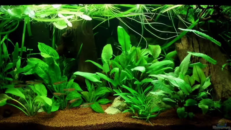 Frontansicht mit 1x15 Watt, 24.07.11 von ~Marco~ (5)