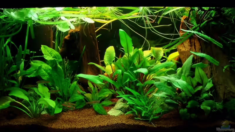 Frontansicht mit 2x15 Watt, 24.07.11 von ~Marco~ (6)