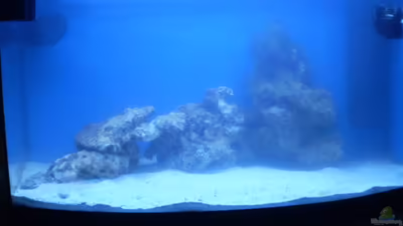 Frontansicht mit komplettem Lebendgestein von Sven K. (7)