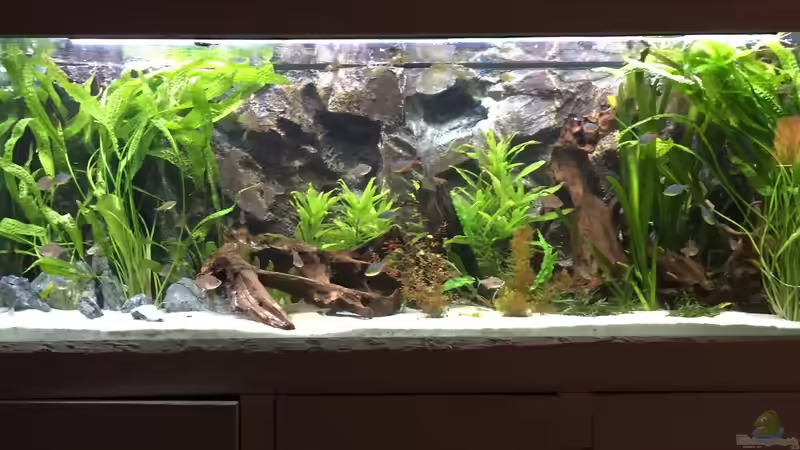 Frontansicht mit Zuviel Hammerschlag Wasserkelch  von Basti@ (1)