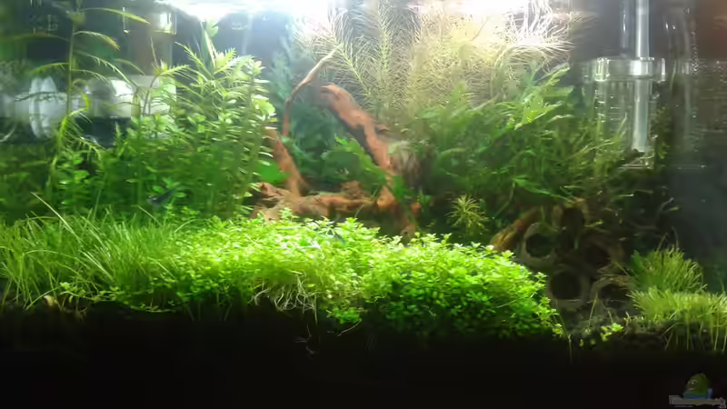 Frontansicht Mitte 05.2016 von Kai M (8)