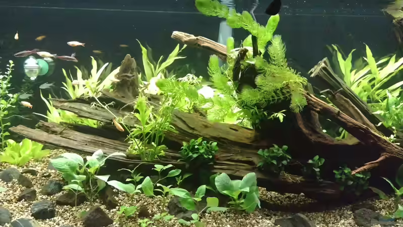 Frontansicht Mitte am 08.11.2021 von C-NA (10)