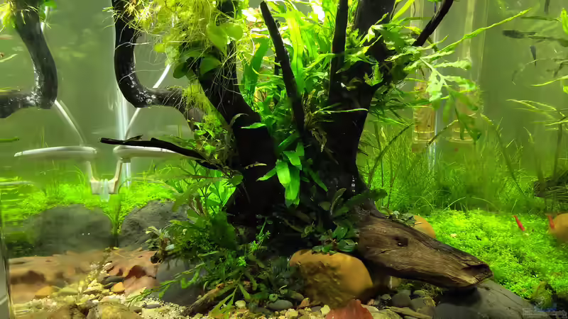 Frontansicht nach 42 Tagen von koba2 (2)