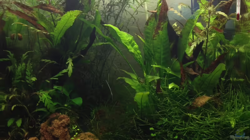 Frontansicht nach ca. 4 Monaten von Tipfen (1)