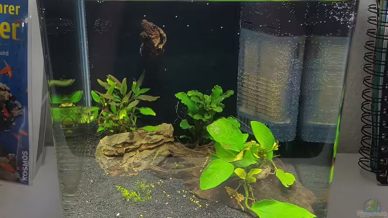 Frontansicht nach Neugestaltung von Murphy1977 (1)