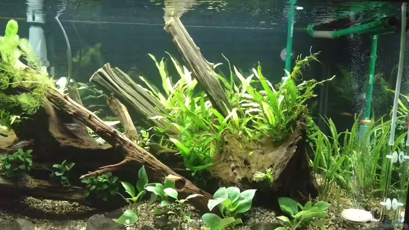 Frontansicht rechter Teil am 08.11.2021 von C-NA (9)