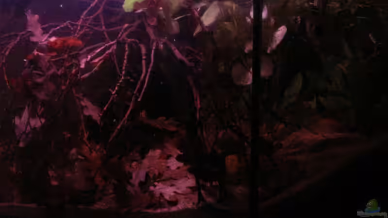 Frontansicht rechts 16.05.2013 von Südamerikafreak BK (17)