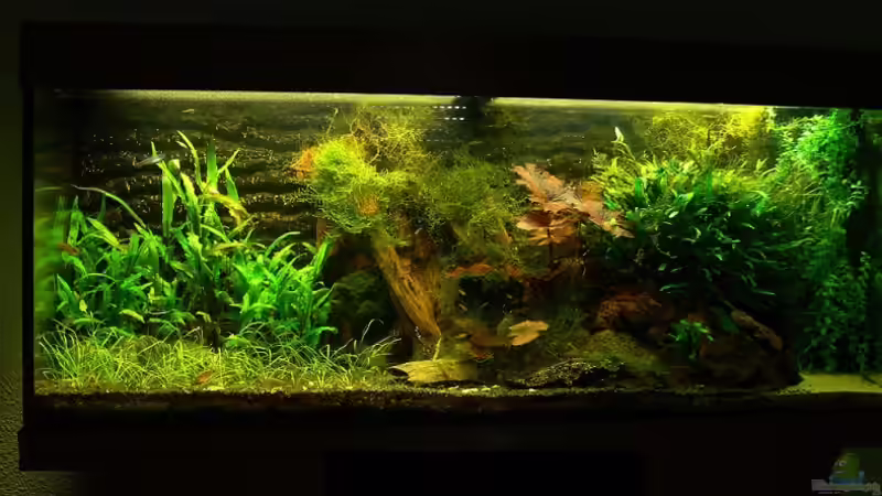 Frontansicht September 2011 von derflo (7)