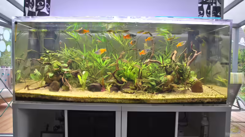 Frontansicht September 2018 von schmitzkatze (2)