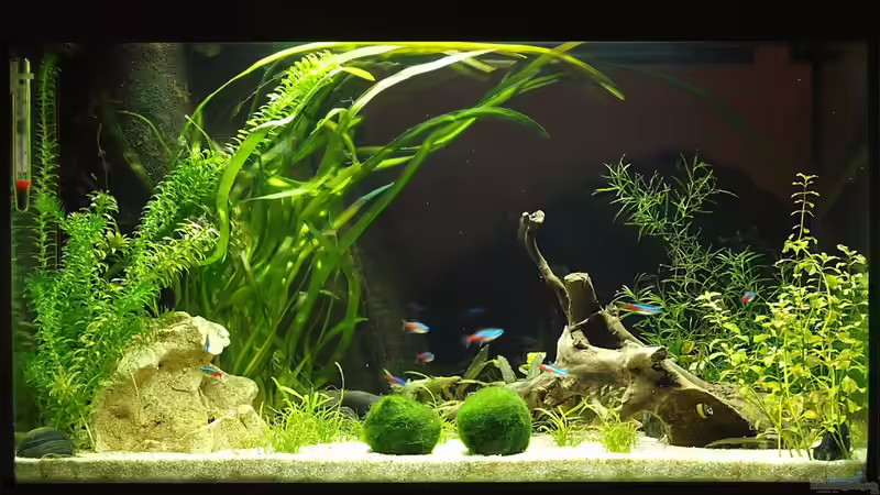 Frontansicht total von rapid (4)