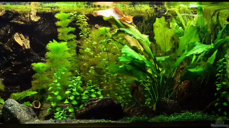 Frontansicht vom 01.03.2014 von Techniker (1)