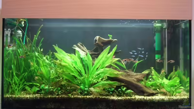 Frontansicht vom 10.06.2009