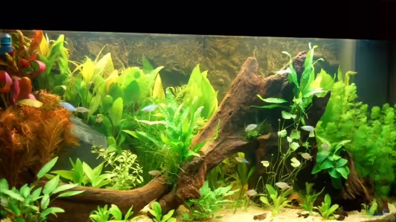 Frontansicht vom 15.09.2006 von Dirk Leidecker (1)