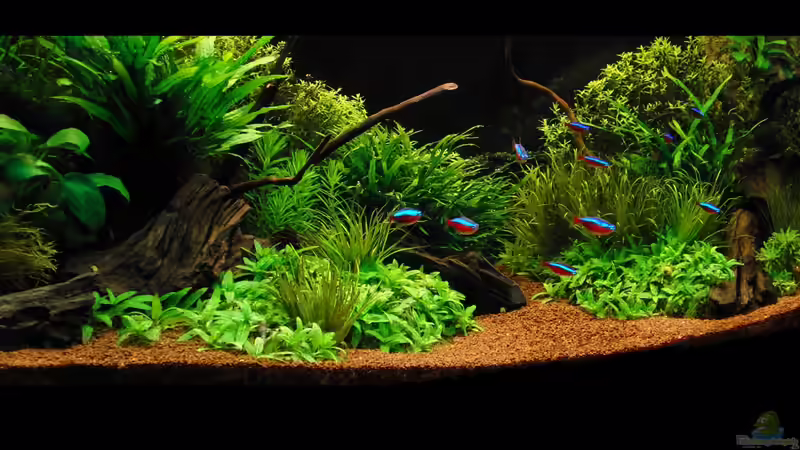 Frontansicht vom 20.04.2012 von Dario (1)