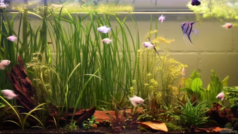 Frontansicht vom 9.Mai 2009 von Lewino (1)