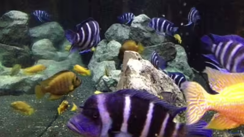 Frontansicht von anton (16)